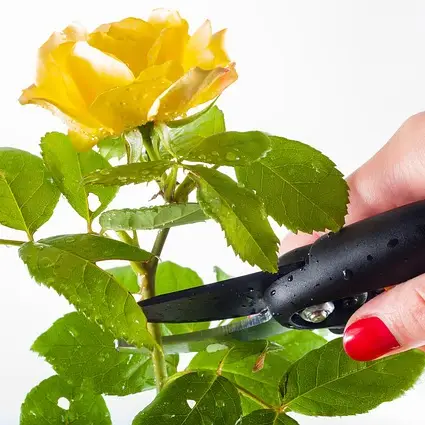 cuidado y mantenimiento de flores