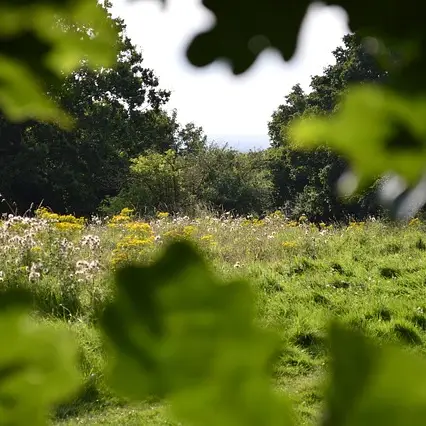 lenguaje secreto de las flores