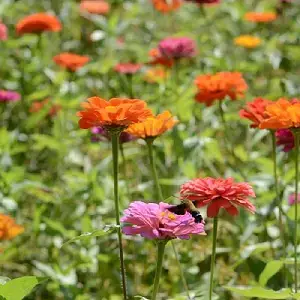 guia para mantener flores frescas